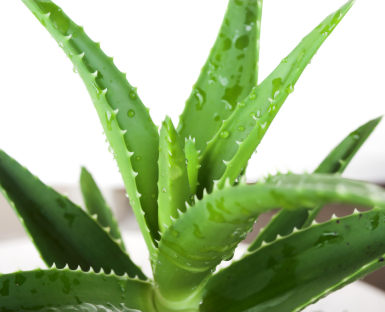 Aloe Vera is a beneficial ingredient in facial toners- Basic-Naturals