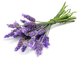 lavender for skin